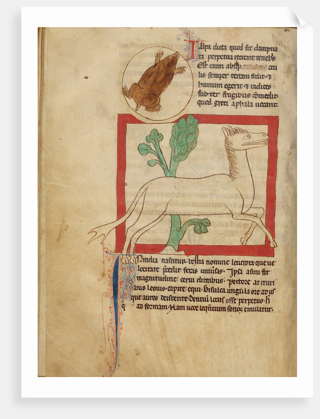 A Mole, A Leucrota by Anonymous