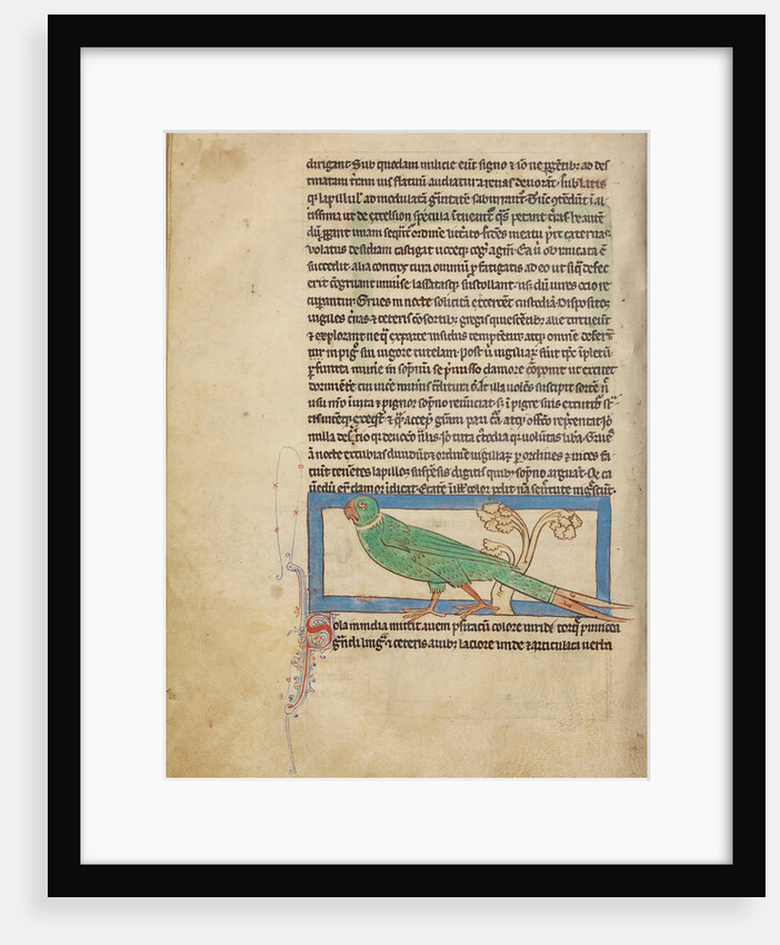 A Parrot by Anonymous