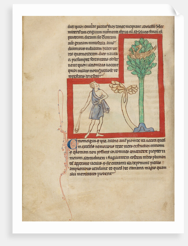 A Cinomolgus by Anonymous