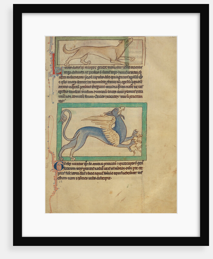 A Lynx, A Griffin by Anonymous