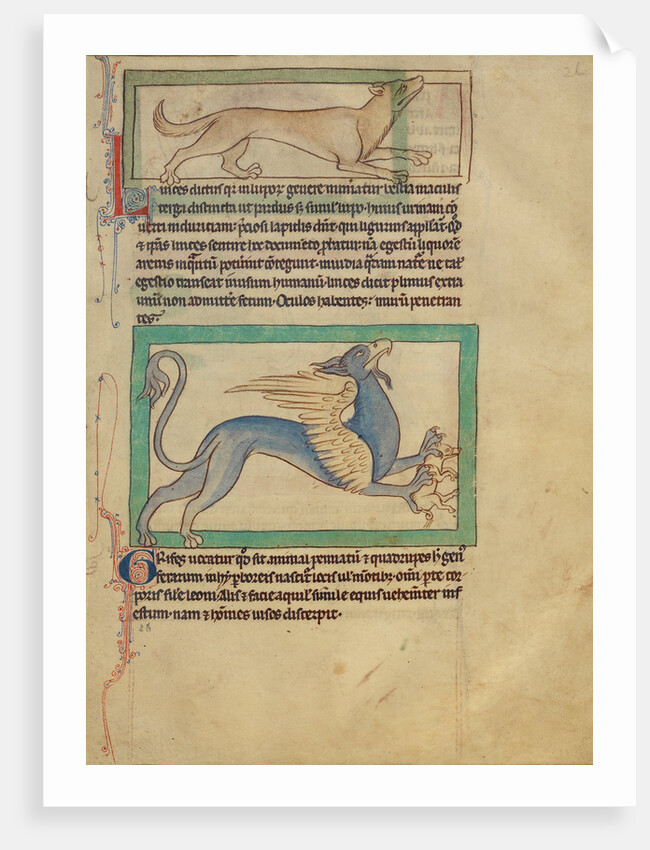 A Lynx, A Griffin by Anonymous