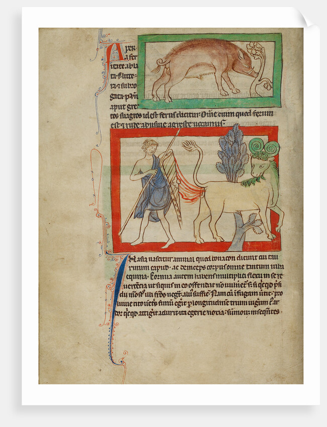 A Wild Boar, A Bonnacon by Anonymous