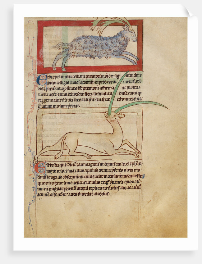 A Parandrus, An Eale by Anonymous