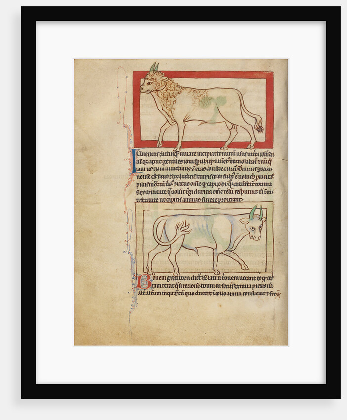 A Bull, An Ox by Anonymous