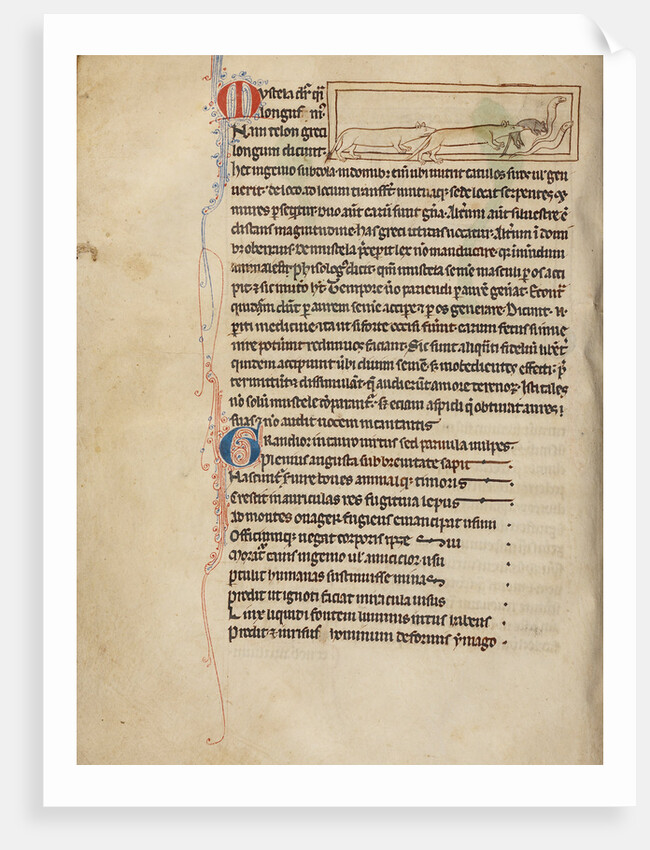 Weasels by Anonymous