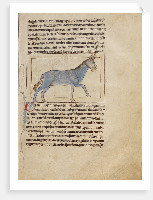 A Wild Donkey by Anonymous