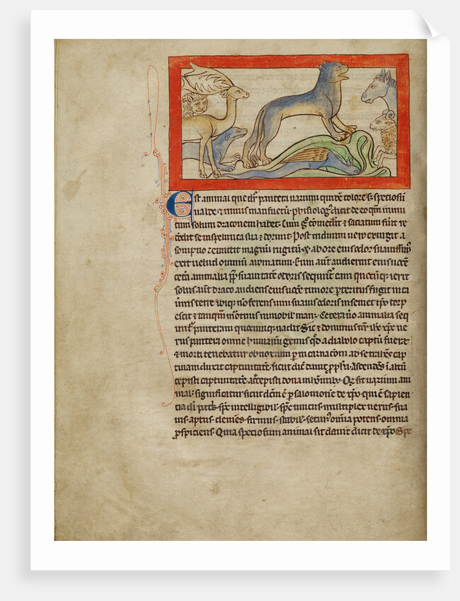 A Panther by Anonymous