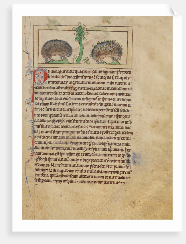 Hedgehogs by Anonymous