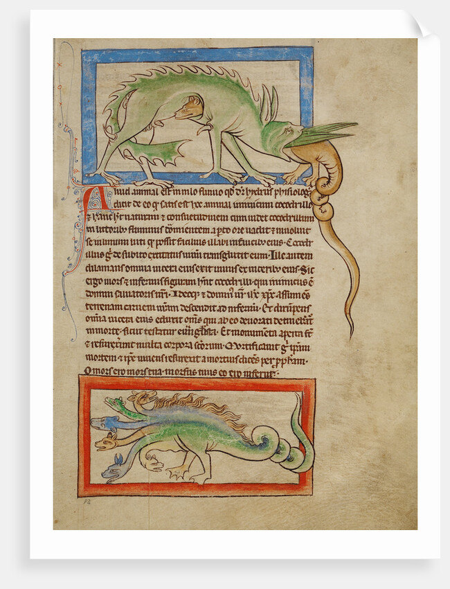 A Hydrus, A Hydra by Anonymous