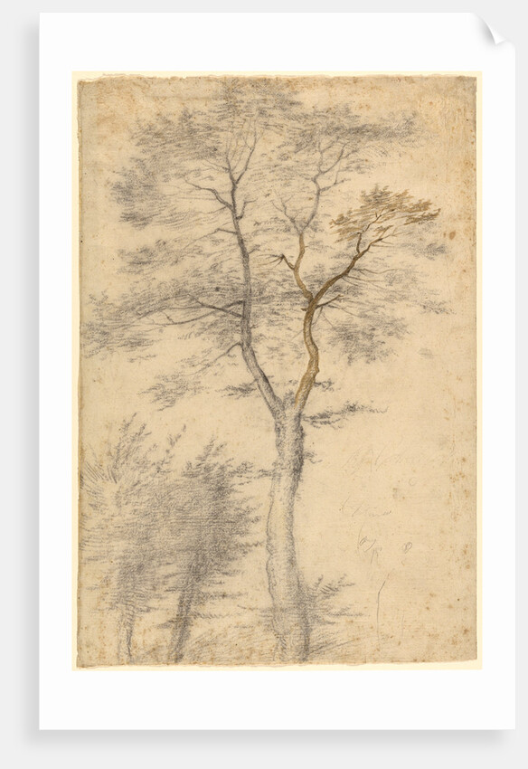Three Studies of Trees by Fra Bartolommeo
