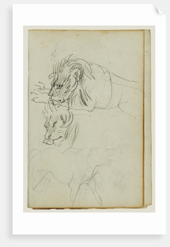 Three lion studies by Théodore Géricault