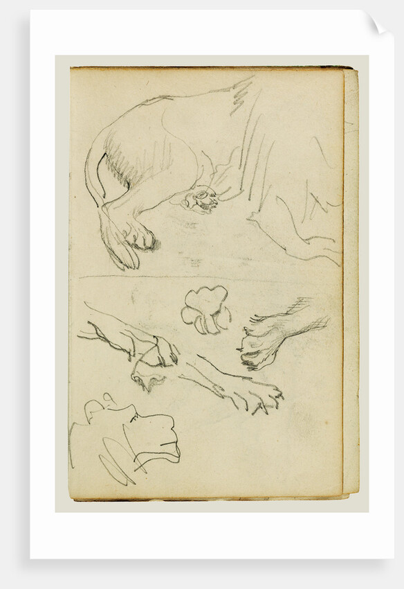 Various studies of lion leg, paws and head by Théodore Géricault