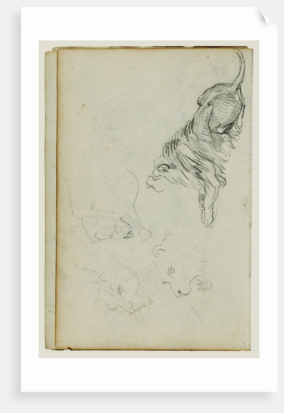 Four lion studies by Théodore Géricault