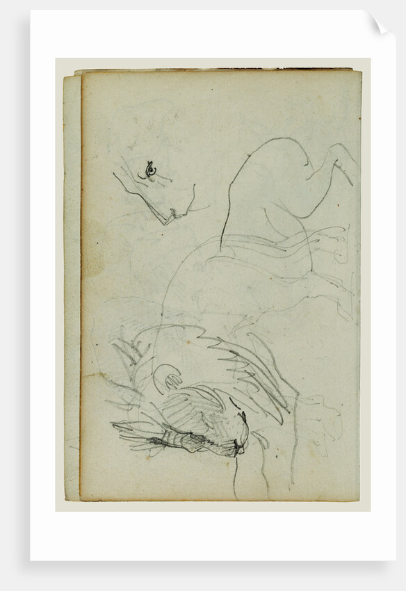 Lion studies by Théodore Géricault