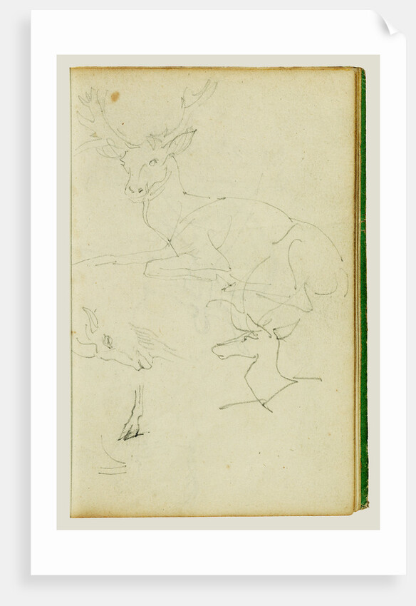 Studies of a seated stag, a fawn, a goat head by Théodore Géricault
