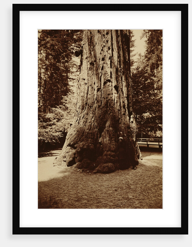 Big Tree Felton (Redwood), Santa Cruz by Carleton Watkins