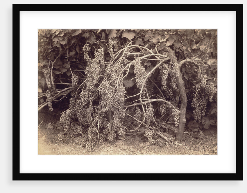 Thompson's Seedless Grapes by Carleton Watkins