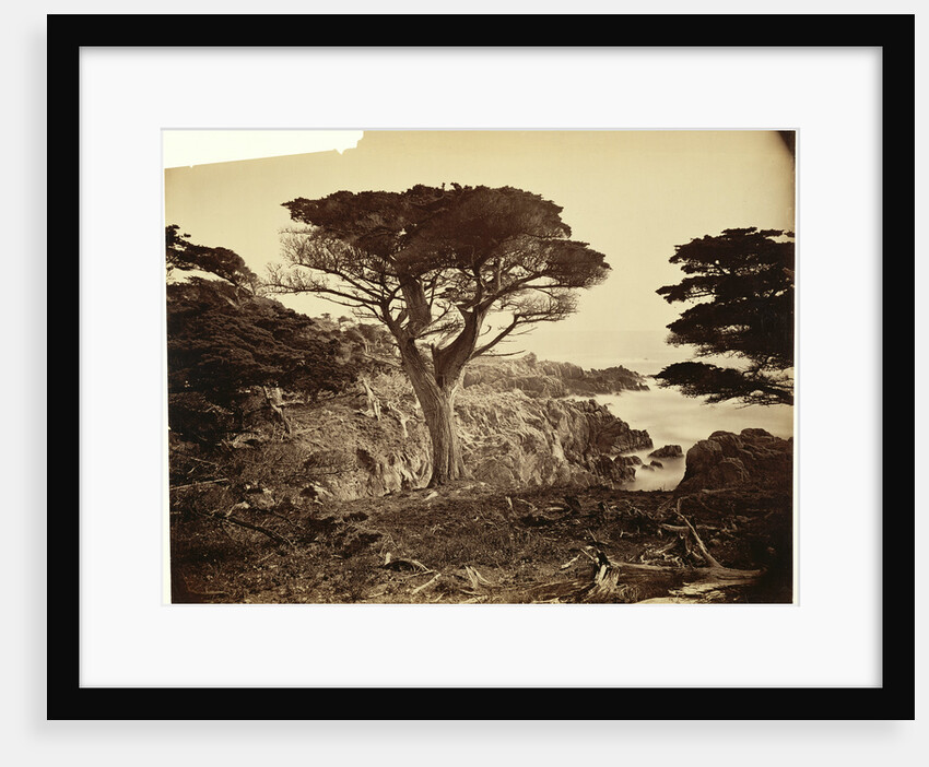 Cypress Point, Monterey by Carleton Watkins