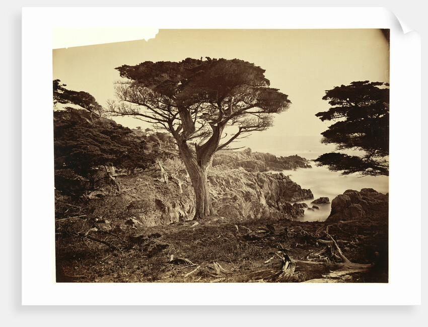 Cypress Point, Monterey by Carleton Watkins