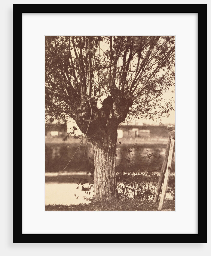 Tree by Anonymous