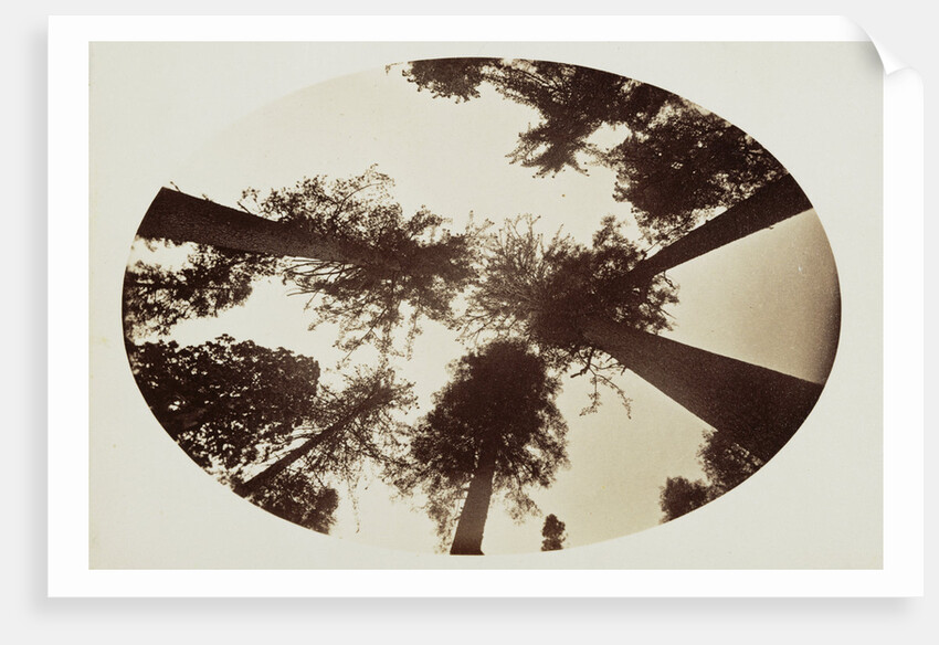 Among The Tree Tops Calaveras Grove by Carleton Watkins