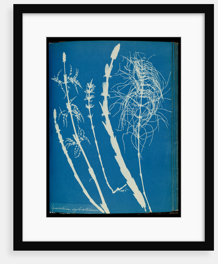 Equisetum sylvaticum by Anna Atkins