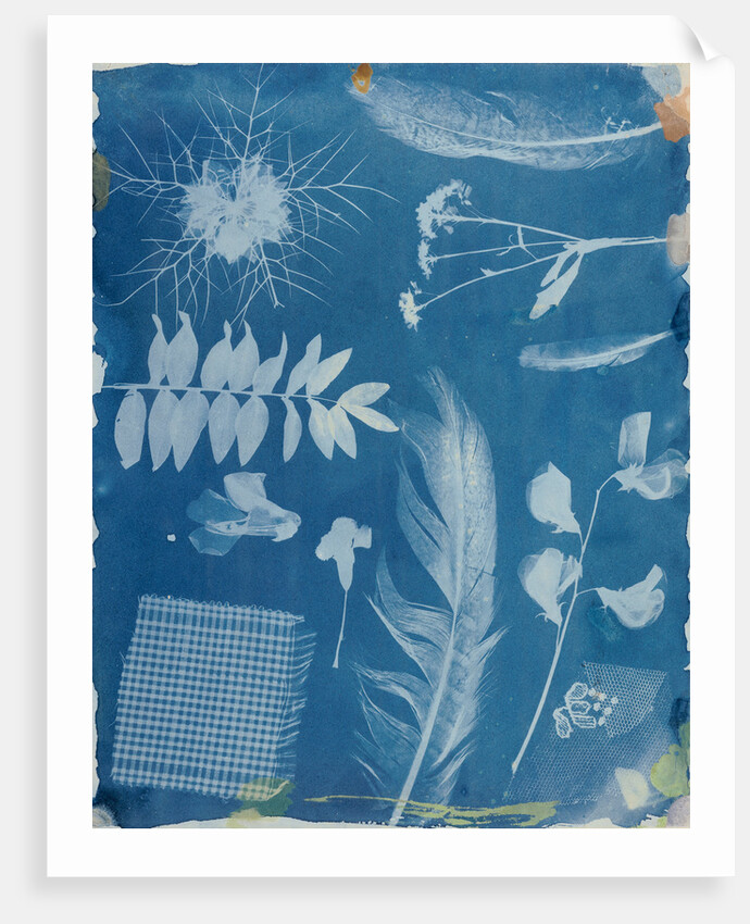 Arrangement of Specimens by Hippolyte Bayard