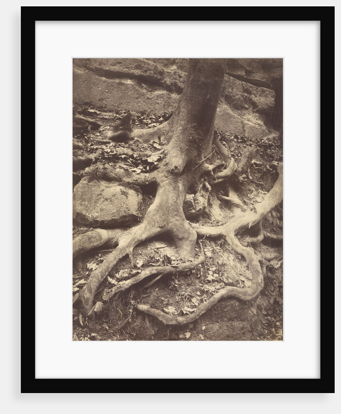 Saint-Cloud, Tree Roots, Saint Cloud Park by Eugène Atget