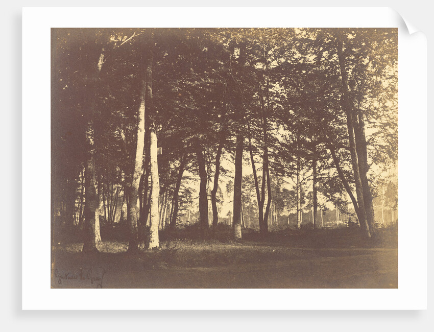 Curtain of Trees by Gustave Le Gray