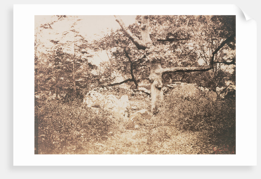 Gnarled Oak Tree near l'Epine Crossroads by Gustave Le Gray