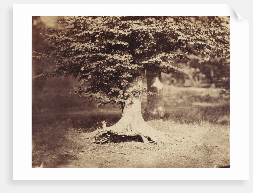 The Beech Tree by Gustave Le Gray