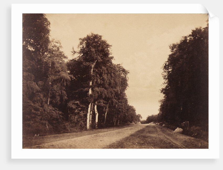 Route de Chailly, Fontainebleau by Gustave Le Gray