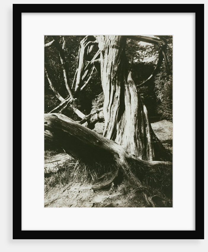Sapin, Trianon (Pine Tree Trunks at the Trianon) by Eugène Atget