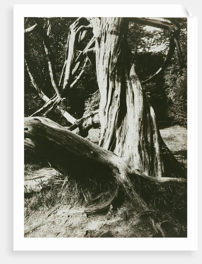 Sapin, Trianon (Pine Tree Trunks at the Trianon) by Eugène Atget