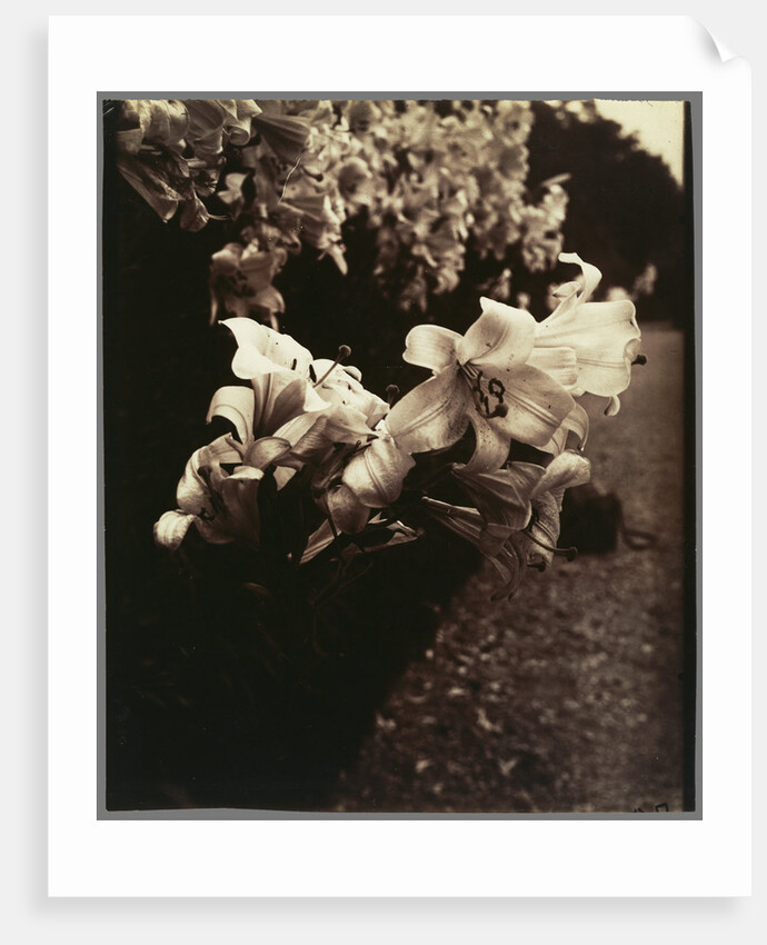 Lys (Lilies) by Eugène Atget