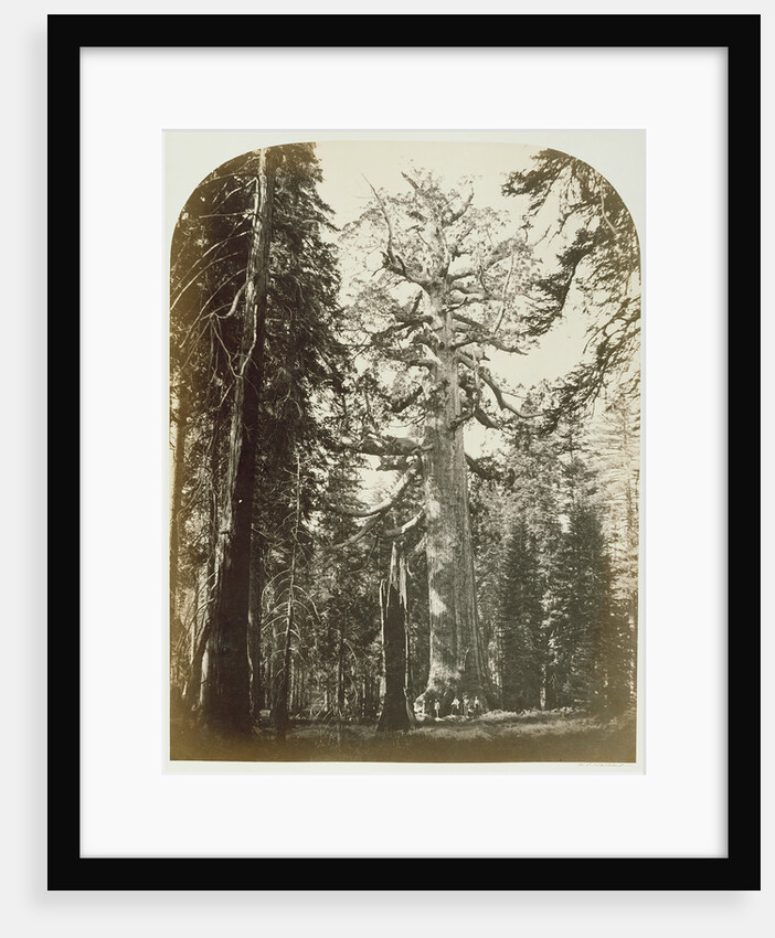 Grizzly Giant Mariposa Grove - 33 ft. Diam. by Carleton Watkins