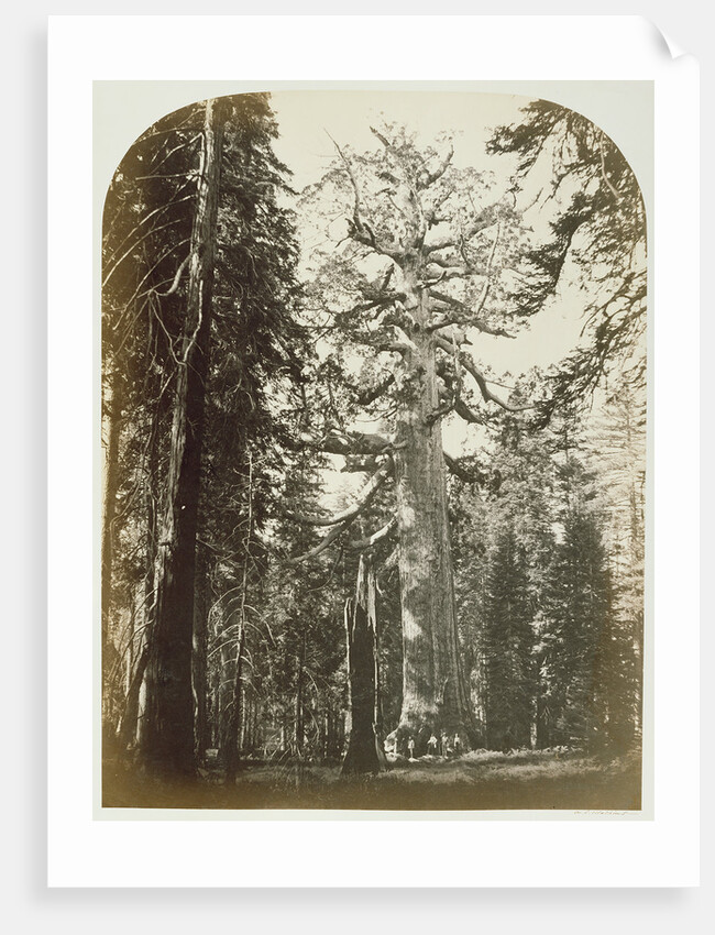 Grizzly Giant Mariposa Grove - 33 ft. Diam. by Carleton Watkins