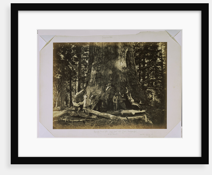 Part of the Trunk of the Grizzly Giant with Clark - Mariposa Grove - 33 feet diameter by Carleton Watkins