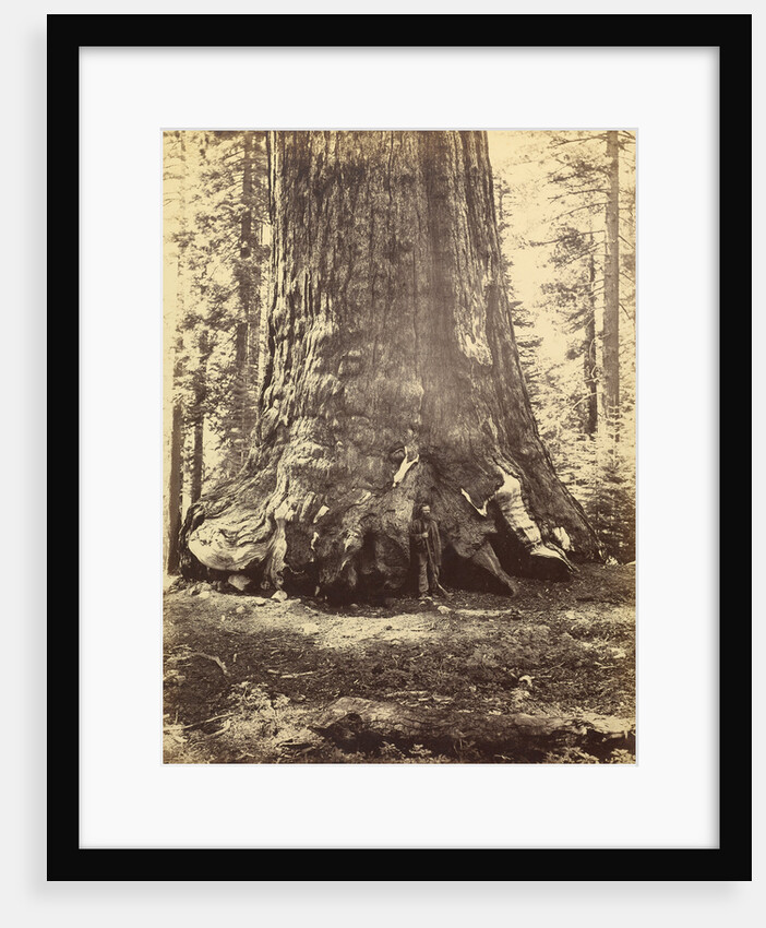 Section of the Grizzly Giant by Carleton Watkins