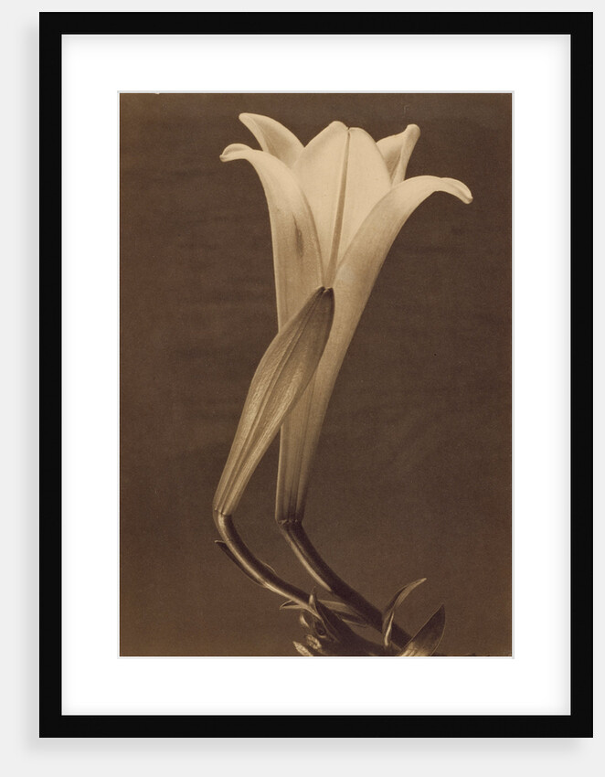 No. 1. by Tina Modotti