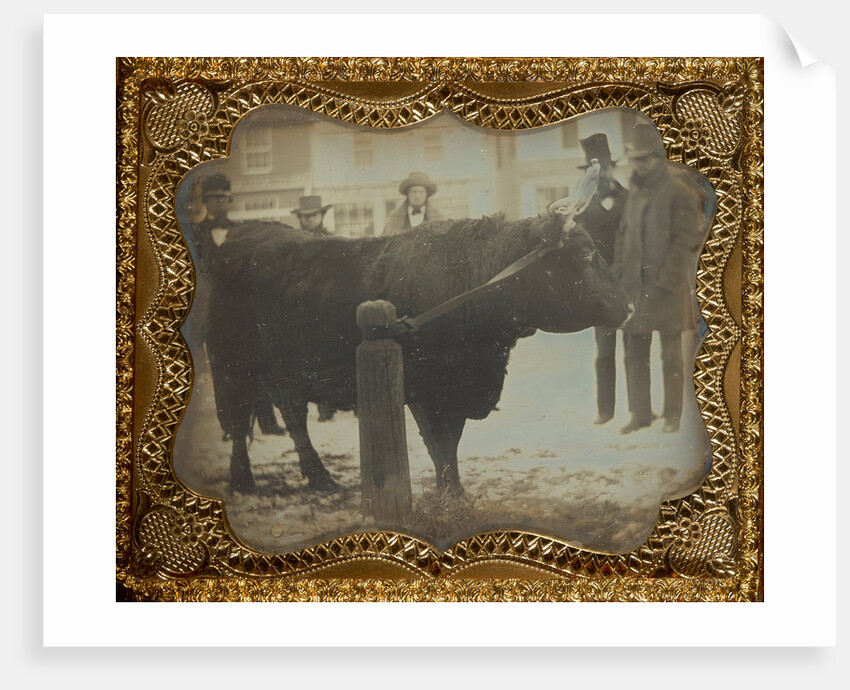 Four Men Posed with a Bull by Anonymous