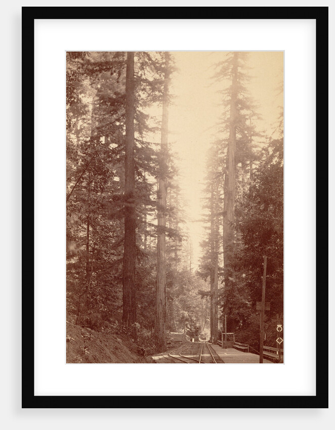 Big Tree Station, Santa Cruz by William Henry Jackson