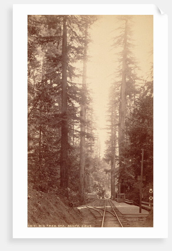 Big Tree Station, Santa Cruz by William Henry Jackson