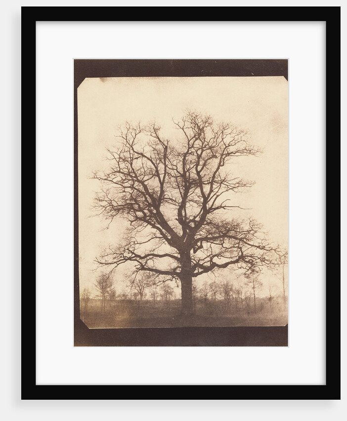 An Oak Tree in Winter by William Henry Fox Talbot
