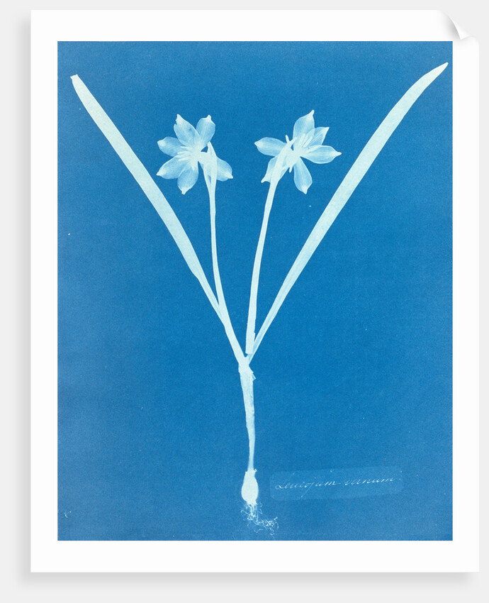 Leucojam Varium by Anna Atkins