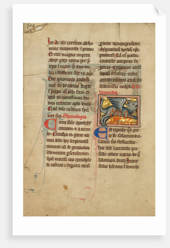 A Salamander by Anonymous