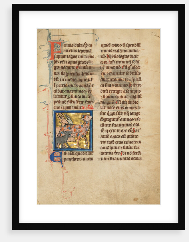 A Panther by Anonymous