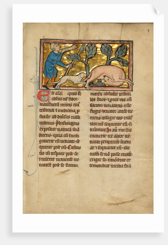 A Hunter Blowing his Horn While Attacking a Beaver by Anonymous