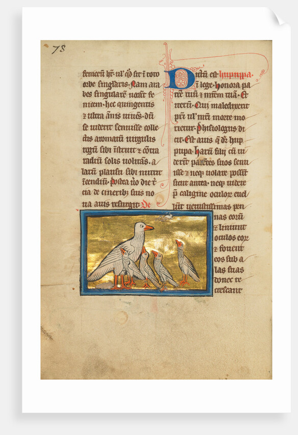 A Hoopoe by Anonymous