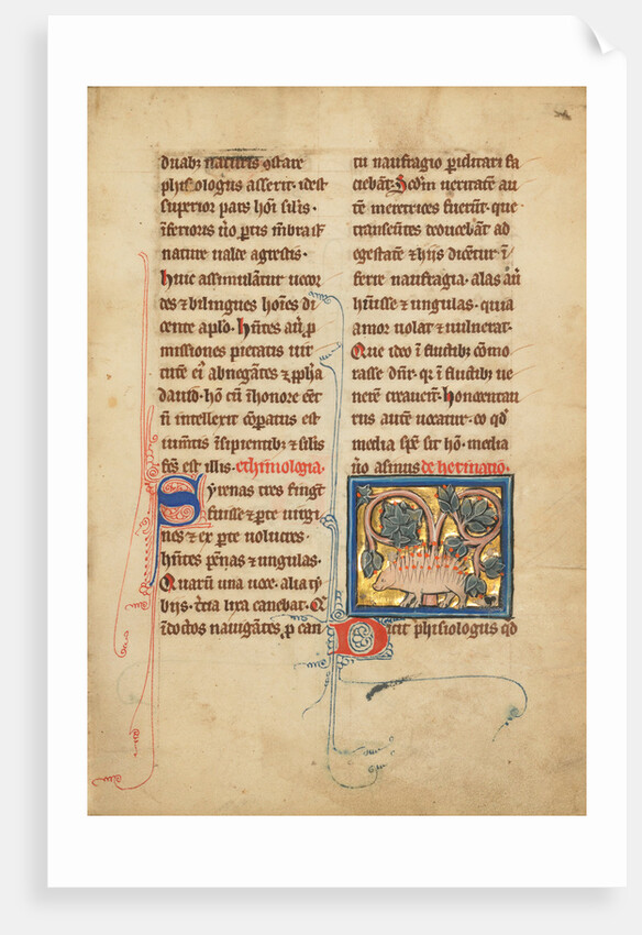 A Hedgehog by Anonymous